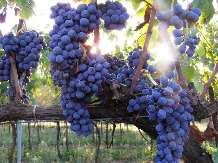 Cesanese 🍇: vitigno autoctono del Lazio
