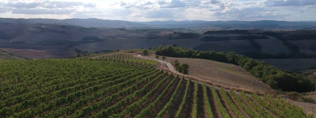 vigna-brunello-montalcino-podernuovo-vini